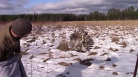 RAW: Minnesota family of six rescue owl stuck on barbed wire fence