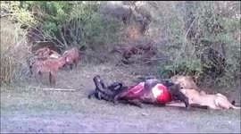 Hyaenas chase lions from Kill