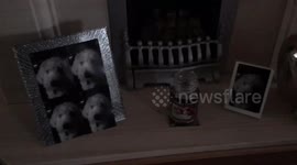 Prankster mother replaces photographs with picture of her dog