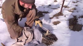 Minnesota family of six rescue owl stuck on barbed wire fence