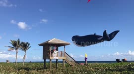 100 Foot Whale Kite Soars