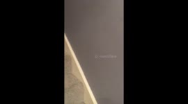 Dog hiding in the bedroom