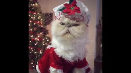 Holiday Mannequin Challenge edition 2