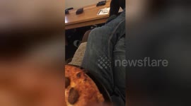 Newsflare Edit - Ok here’s my pizza just for begging so cutely