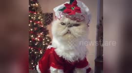 Newsflare Edit - Holiday Mannequin Challenge edition 2