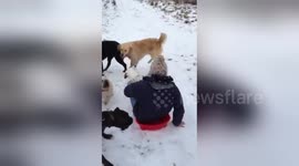 Newsflare Edit - Dog sledging really