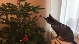 Cat playing with Christmas Tree decorations