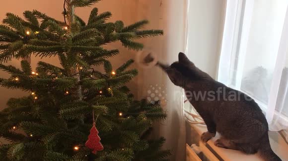 Cat playing with Christmas Tree decorations