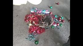 Playing posom after I cought her playing in my Christmas decorations