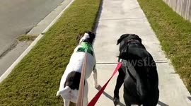 Dog Walking Black Lab German Shorthaired Pointer