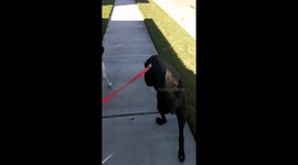 Dog Walking Black Lab German Shorthaired Pointer