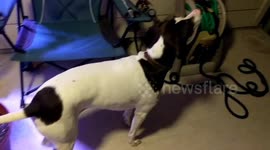 Dog German Shorthaired Pointer Stalking Lizard
