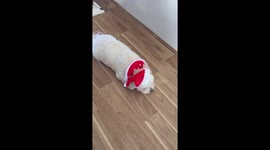 Gizzy’s Christmas costume