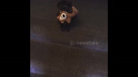 Puppy with his teddy