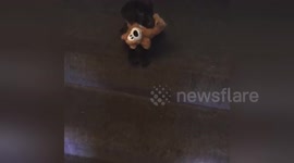 Newsflare Edit - Puppy with his teddy