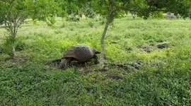 Giant tortoise walking through grass Galapagos