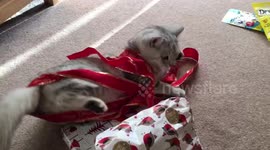 Cat playing with Christmas ribbon