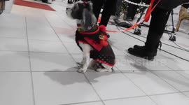 Meet Soda Therapy Dog