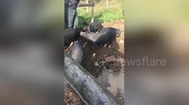 Newsflare Edit - Pigs feeding time