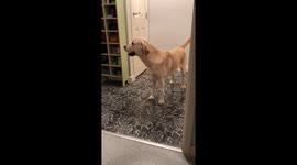 Labrador getting excited for Christmas tree