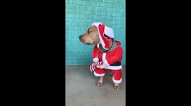 Dog hates Christmas outfit
