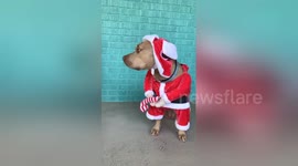 This dog does not like its Christmas outfit