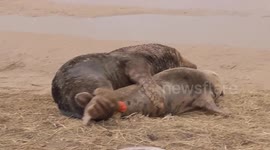 Seal Bull and Seal Cow Mating