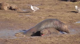 Grey seal bulls engage in mud fight in UK nature reserve