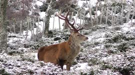 Winter wonderland ! Beautiful red deer herds in snowy Scottish highlands