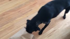 Dog opens gift