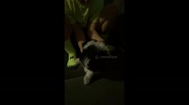Cute Tired Puppy