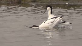 A pair of loved-up Avocets preform their courtship display
