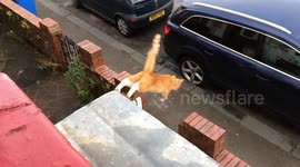 Cat jumps from roof to wall to ground. Slow motion.