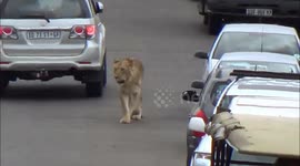 Lion causes traffic jam on bridge in South Africa