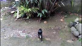 NICELY OBEDIENT, A Cat Asking for Food