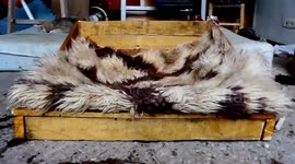 How to make a dog bed using a pallet