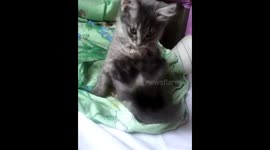 сидячий кот