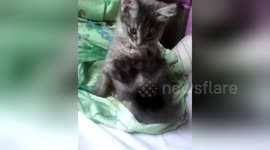 Newsflare Edit - сидячий кот