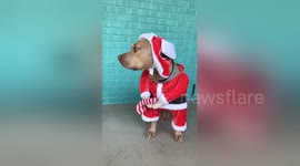 This dog does not like its Christmas outfit