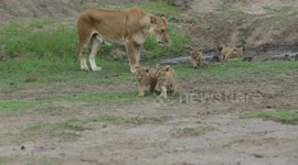 Unusual case of a lioness with 5 cubs