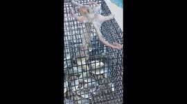 Octopus in Florida's Key West steals from fishermen