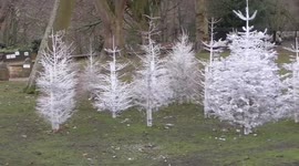 Christmas trees stuck in the ground and painted white