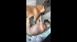 Two dogs play fighting