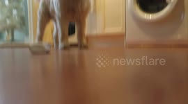 Dog Confused by his Christmas Present