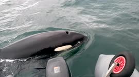 Incredible encounter with curious wild killer whale off Russia's Far East