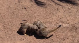 Meerkats at zoo stop wrestling when helicopter approaches