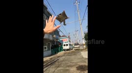 Flying gliding possum leaps onto owner's hand