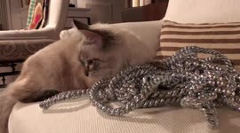 aristocat playing with silver bells