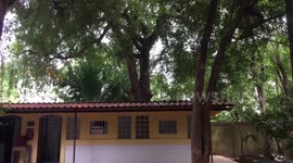 Toilet constructed around a tree