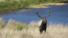 Bull Elk after a mud bath